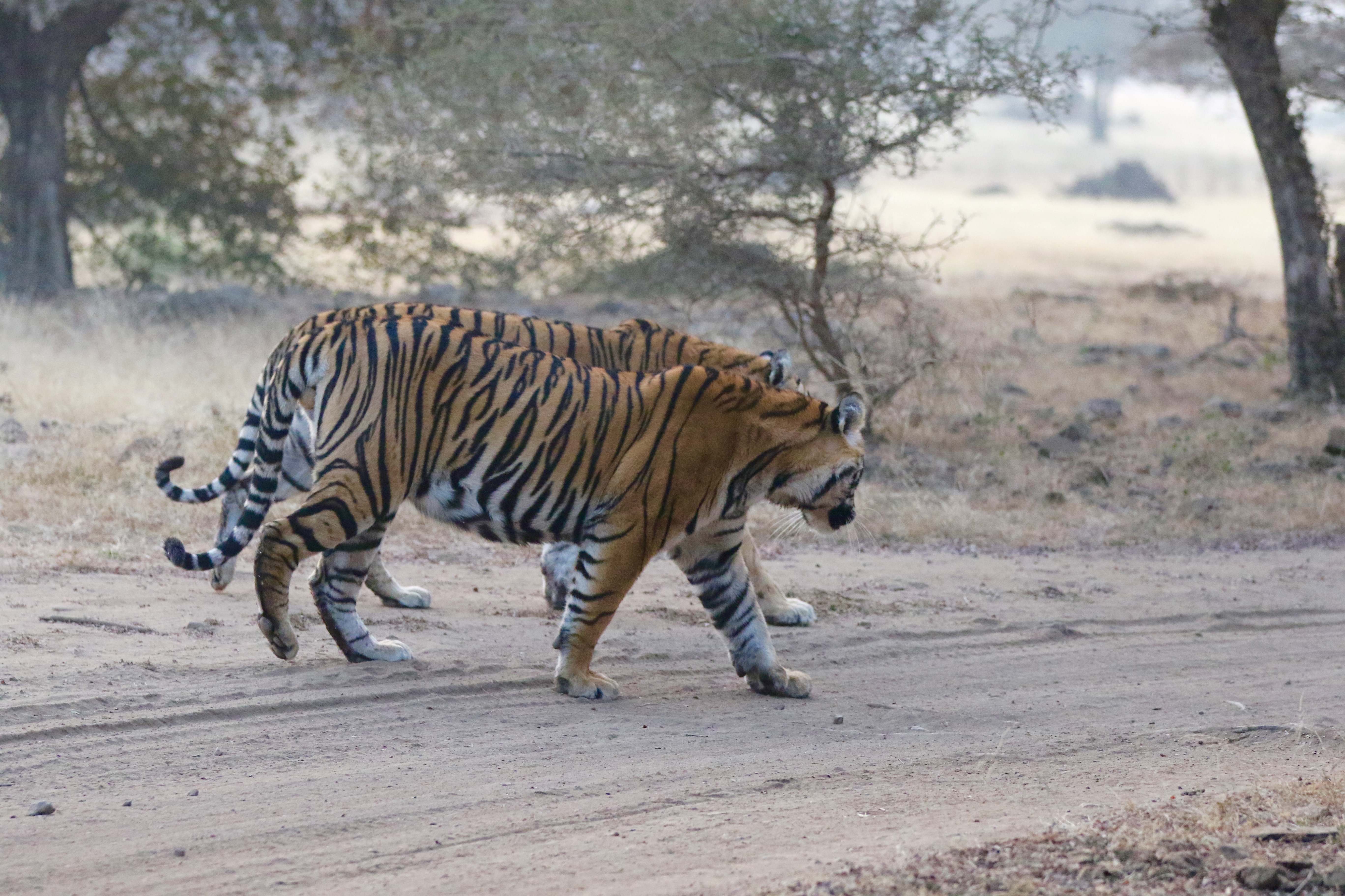 Resort in Ranthambore